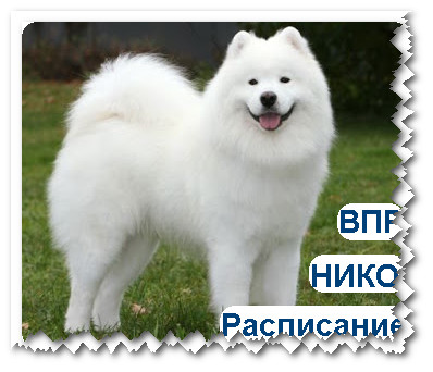 расписание впр 2020