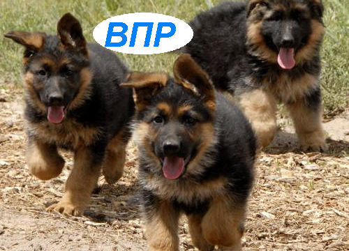 Расписание ВПР 2021
